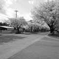 写真: 桜のある曲がり角・モノクロ（4月2日）