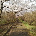 長峰公園の丘の桜アーチ・上り（3月29日）