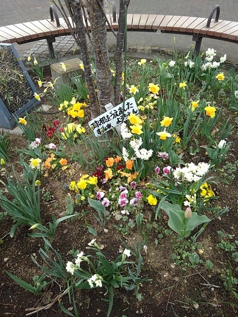 長峰公園のカラフルな花壇（3月29日）