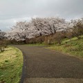 写真: 長峰公園の丘の道の奥の桜（3月29日）