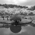 写真: 烏ヶ森公園の池にある島・モノクロ（4月2日）