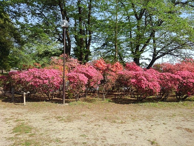 長峰公園の広場のツツジの花（4月22日）
