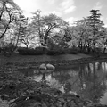 写真: 長峰公園の池と桜の景色・モノクロ（3月29日）