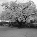写真: 長峰公園の広場の桜の景色・モノクロ（3月29日）