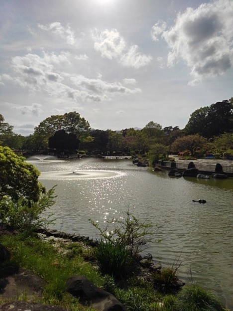 那須野が原公園の噴水のある池（4月29日）