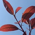 写真: 青空と似合う赤い葉（4月4日）