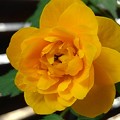 写真: 庭のヤマブキの花（4月19日）