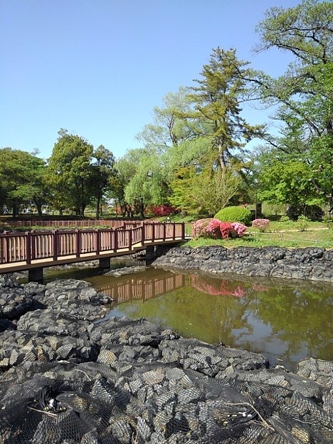 長峰公園の池の橋（4月22日）