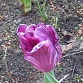 長峰公園の紫チューリップ（4月22日）