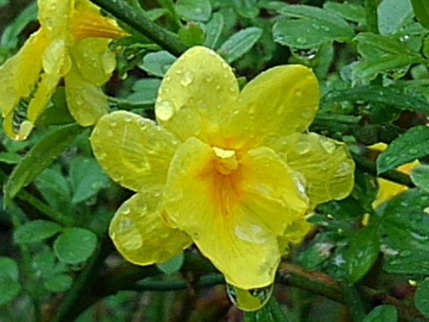 黄色い花（4月26日）
