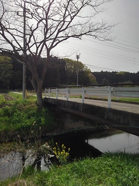 小川の橋（4月14日）