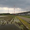 写真: 水田と鉄塔と新幹線（4月21日）