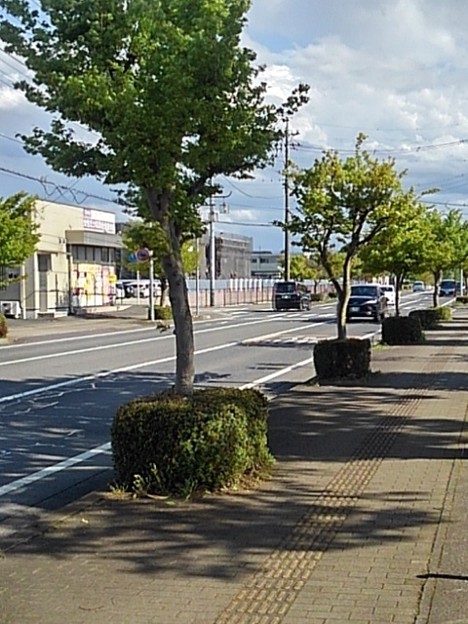 歩道と街路樹（4月16日）