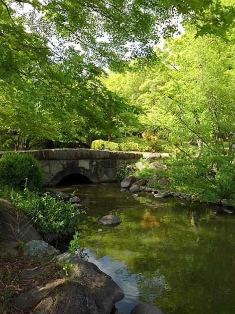 那須野が原公園の池の橋（4月29日）