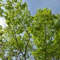 Photos: 丘の青モミジの葉（4月29日）