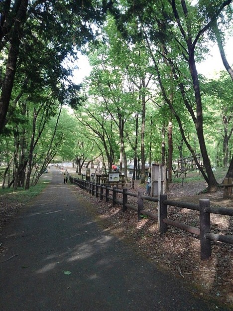 那須野が原公園の丘の森の道（4月29日）