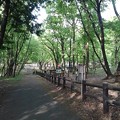 那須野が原公園の丘の森の道（4月29日）