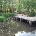 那須野が原公園の森の池の橋（4月29日）