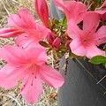 写真: 庭のピンクのサツキ（5月21日）