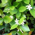 白い花と小さな葉（5月13日）