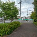 写真: 街路樹（5月16日）