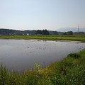 写真: 水田と山（5月17日）