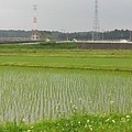 写真: 鉄塔と水田（5月22日）