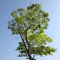 写真: 街路樹（5月17日）