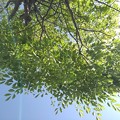 写真: 下から見上げた街路樹（5月17日）