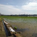 写真: 水田と用水路（5月28日）