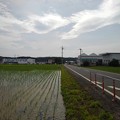 写真: 水田と道路（5月28日）