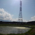 写真: 水田地帯の鉄塔（5月31日）