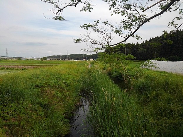 写真: 水田地帯と小川（6月1日）