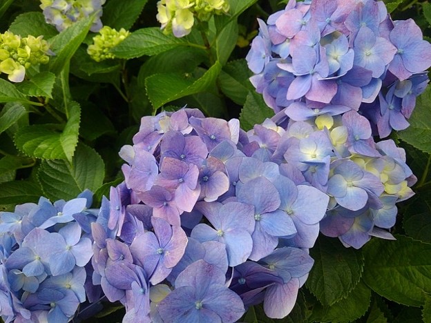 写真: 綺麗な色の青紫アジサイ（6月25日）