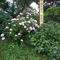 烏ヶ森公園の緑に際立つアジサイの花（6月16日）