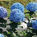 烏ヶ森公園の複数の水色のアジサイの花（6月16日）