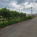 写真: 線路沿いの道（6月4日）