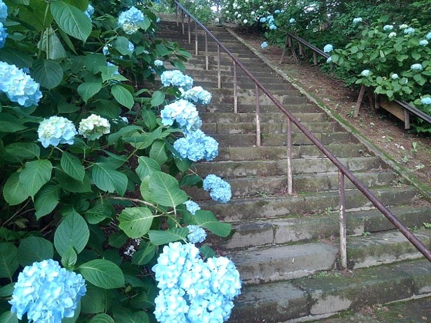 写真: 階段沿いのアジサイ（6月16日）