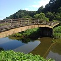写真: 橋が映り込む川（7月16日）