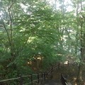 川崎城跡の緑が多い丘の階段（7月16日）