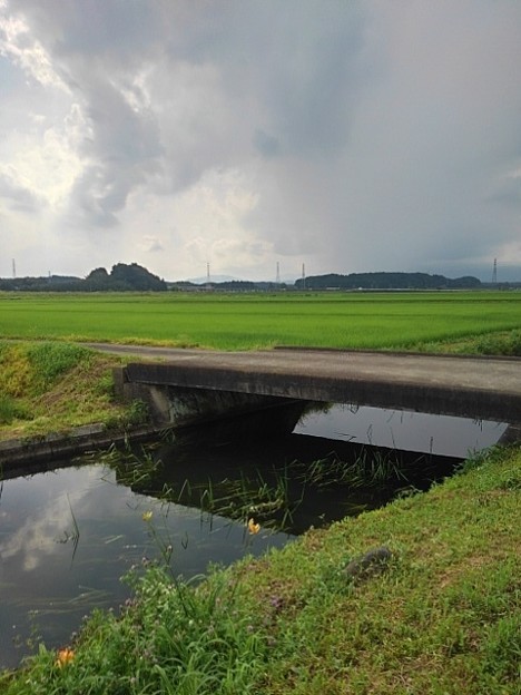 水田沿いの用水路の橋（7月11日）