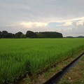 写真: 水田と雲（7月31日）