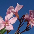 晴れた日のピンクの花（8月11日）