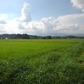 写真: 入道雲と水田（8月17日）