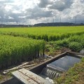 Photos: 水田と用水路の堰（8月22日）