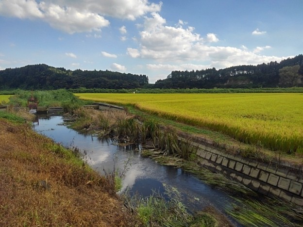 写真: 黄金色の水田と用水路の映り込み（9月1日）