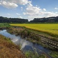 Photos: 黄金色の水田と用水路の映り込み（9月1日）