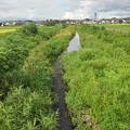 Photos: 緑が豊かな川（8月27日）