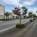 写真: 街路樹（8月31日）