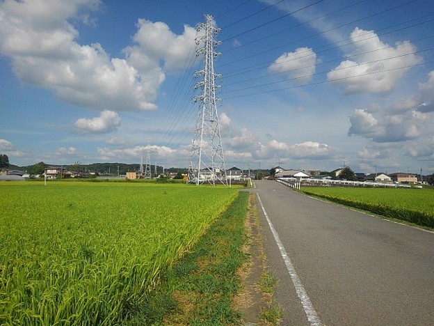 写真: 鉄塔のある水田沿いの道（9月3日）